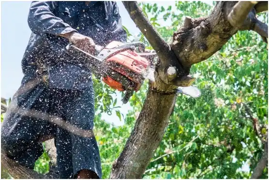 tree services Portsmouth